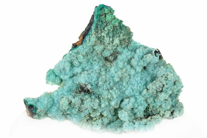 Bright Blue Chrysocolla on Limonite - Namibia #295902